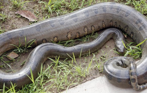  Cobra de quase 3 metros é encontrada em área urbana de Parauapebas