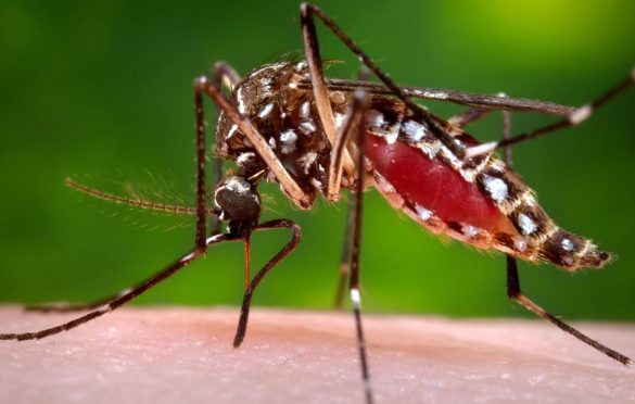  Parauapebas lidera ranking de registros de dengue no Pará