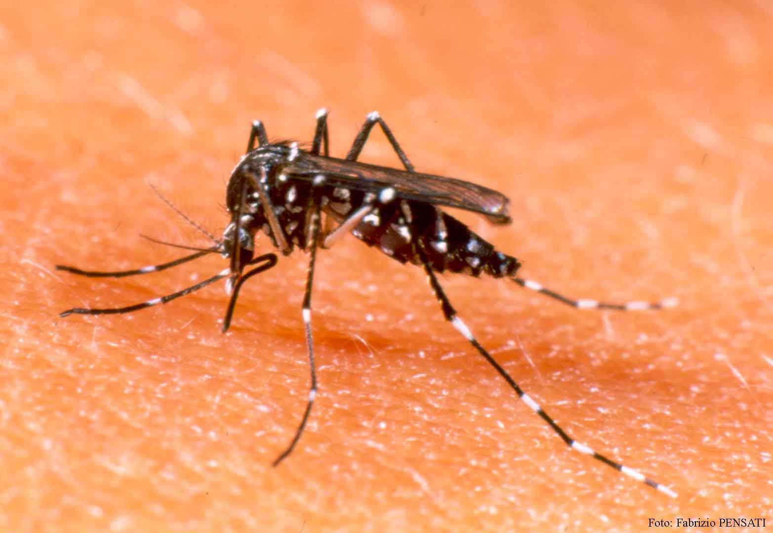  Casos de dengue caem 41% no 1° semestre de 2015 em Parauapebas