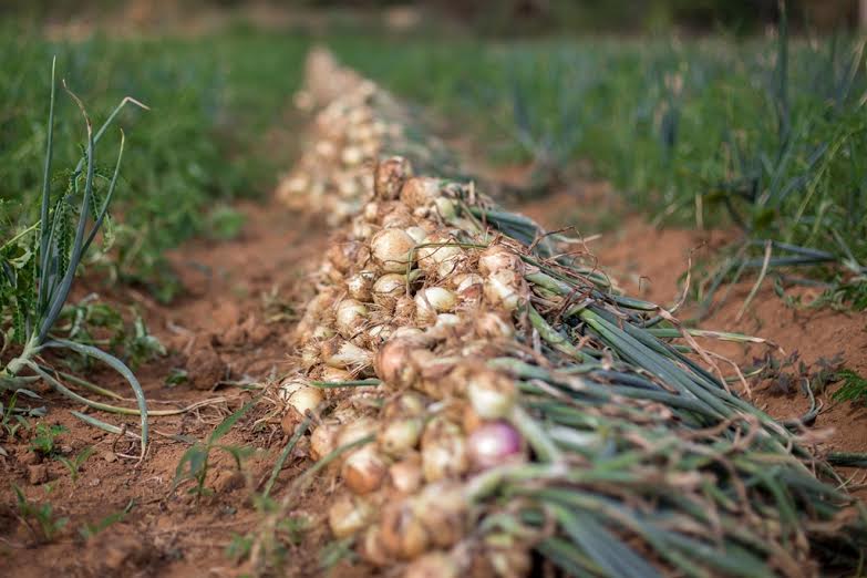  Desenvolvimento no campo: Pela primeira vez, Parauapebas produz cebola de cabeça e comemora colheita