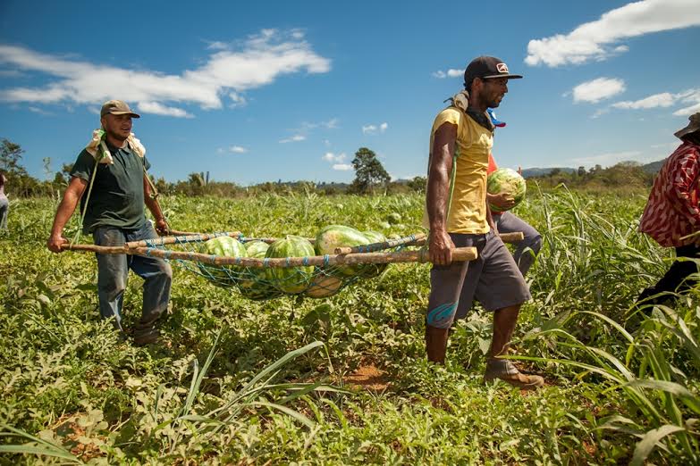  Investimento na agricultura eleva a colheita de produtores rurais em Parauapebas
