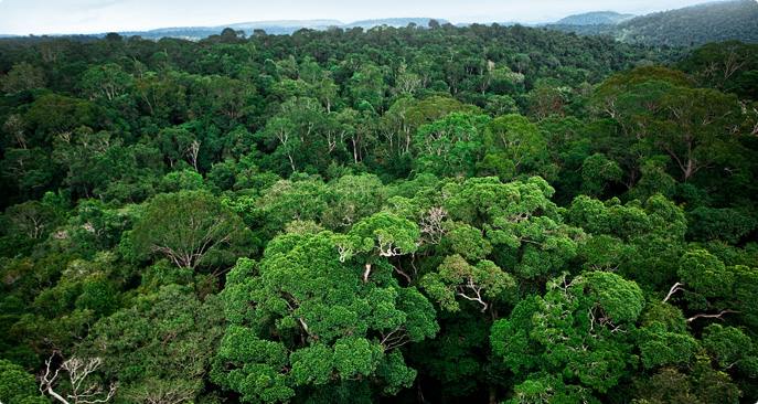  ICMBio realiza Reunião do Conselho consultivo da floresta nacional de Carajás para discutir criação de parque nacional