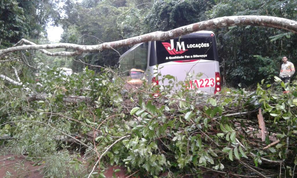  Em Carajás, árvore cai em ônibus e da susto em funcionários da empresa Plangecon