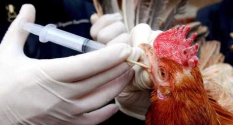  Médicos veterinários são treinados para casos de enfermidades emergenciais em aves