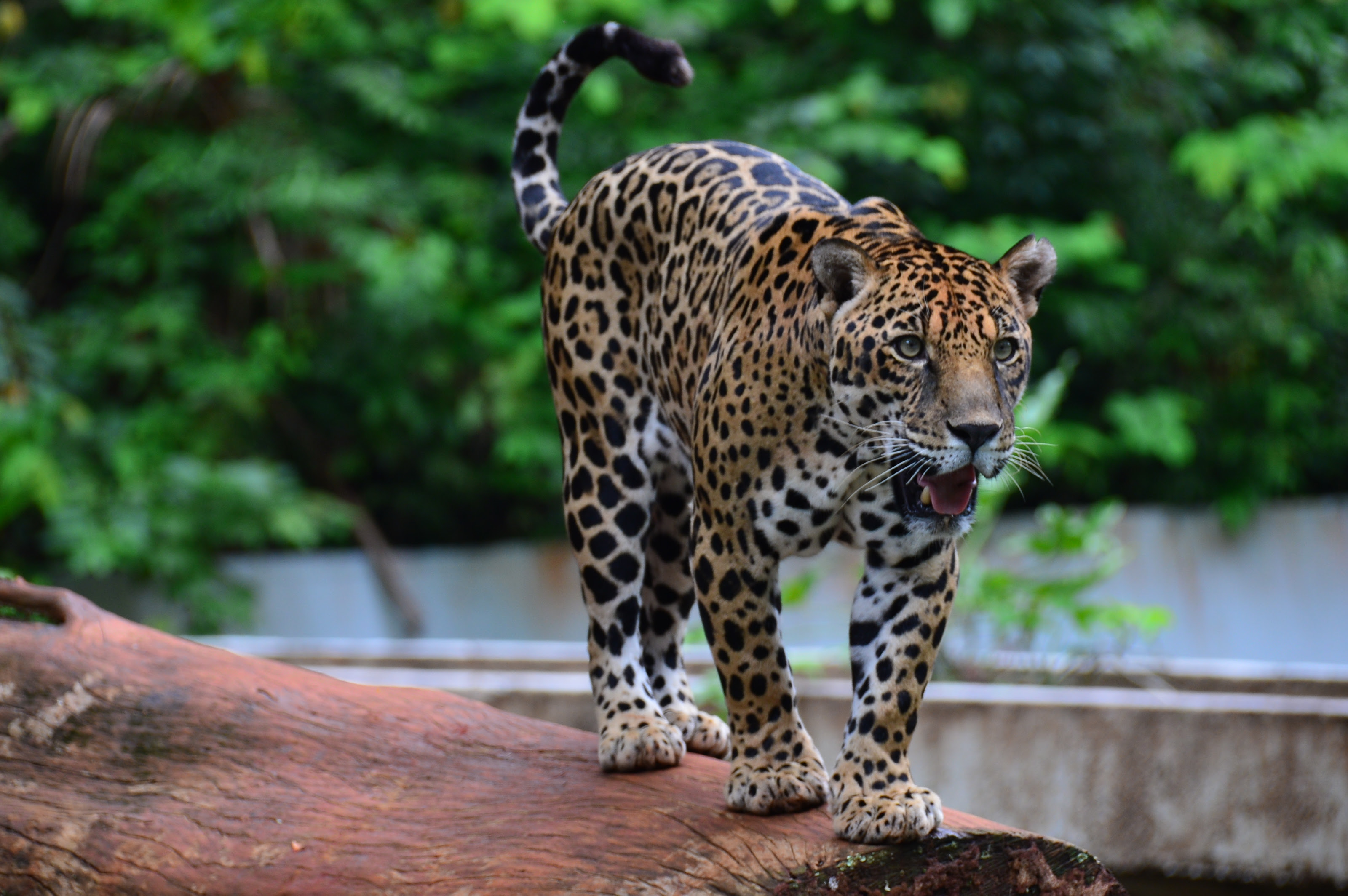  Parque Zoobotânico de Carajás estará fechado nesta sexta-feira