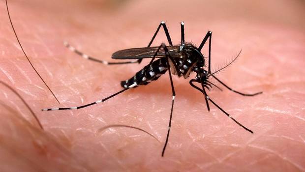  Parauapebas é um dos município do estado com maior casos confirmados de dengue, chikungunya e zika
