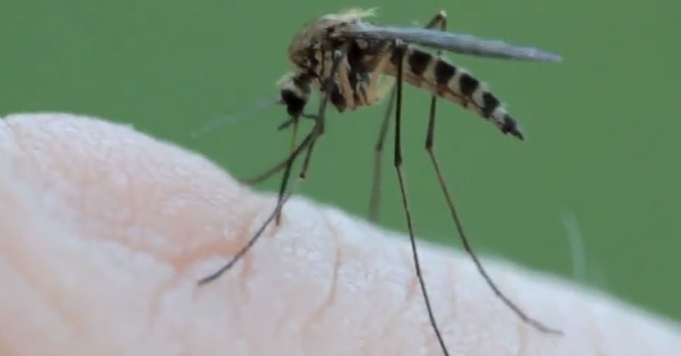  Alerta: Pesquisa encontra vírus Zika em pernilongo comum