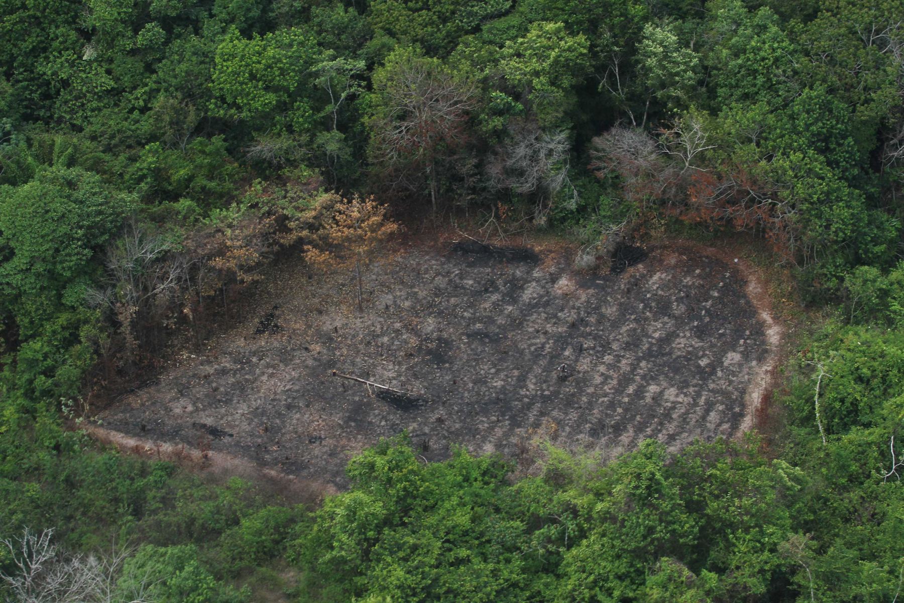  Marabá e Moju assinam novo pacto contra o desmatamento