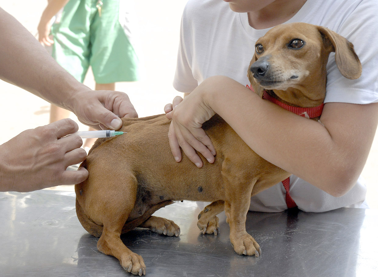  Vacinação contra a raiva em animais acontece hoje (19) em Parauapebas