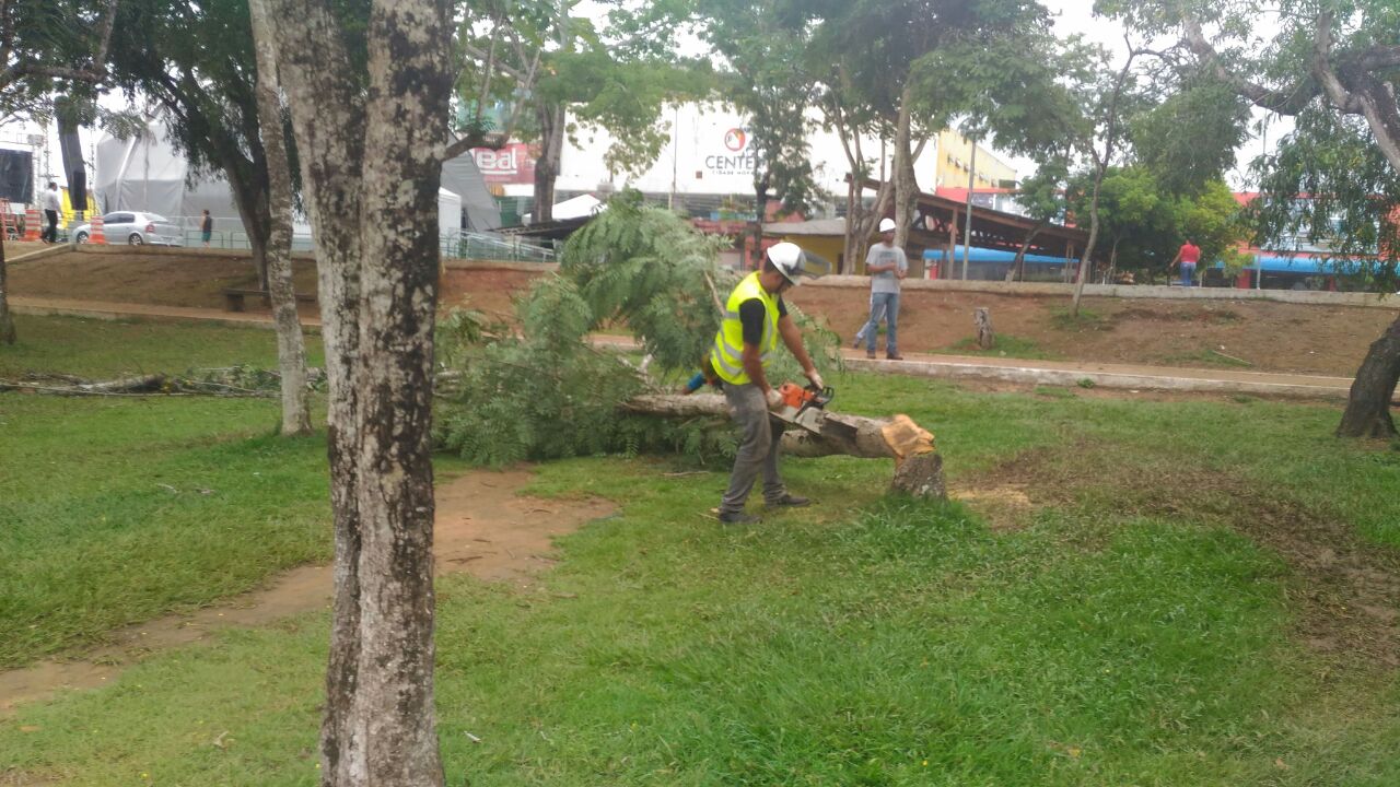  População desaprova corte de árvores  ao longo da PA-275 realizado pela Prefeitura