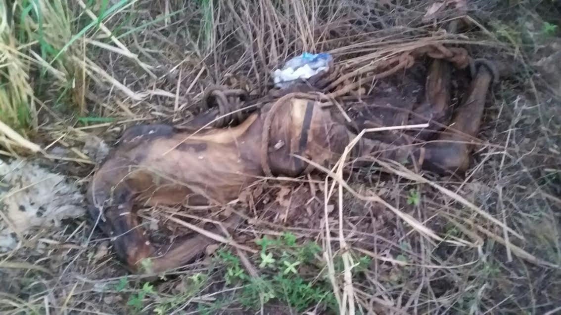  Corpo sem cabeça é encontrado no bairro Nova Carajás