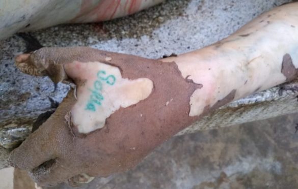  Tatuagem na mão de mulher gravida encontrada morta em Parauapebas pode ajudar na identificação