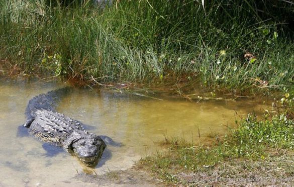  Homem é devorado por crocodilo após fugir da quarentena para pescar