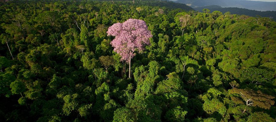  80 milhões de reais serão investidos para proteger a Floresta de Carajás