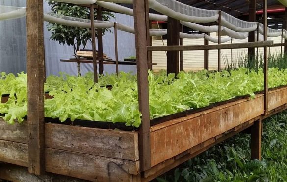  Hospital Yutaka Takeda cultiva a própria horta para alimentação saudável de pacientes