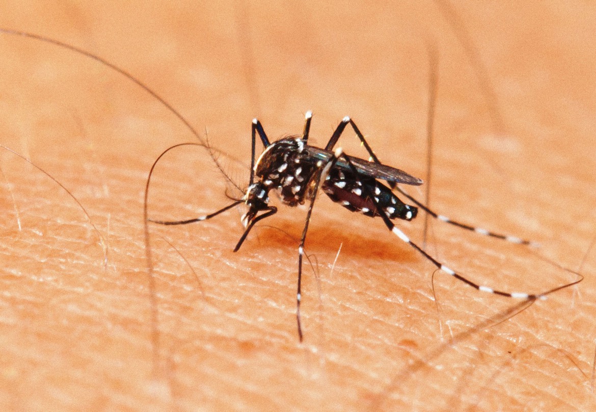  Parauapebas lidera ranking de casos de dengue em 2019 no Pará