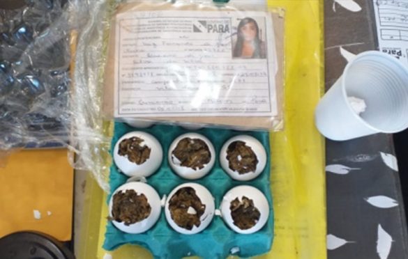  Mulher tenta entrar com ‘ovos de maconha’ em prisão da Grande Belém