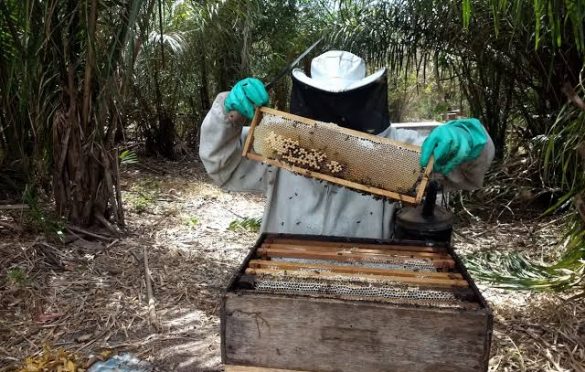  Prefeitura doa 300 kg de cera para impulsionar produção de apicultores