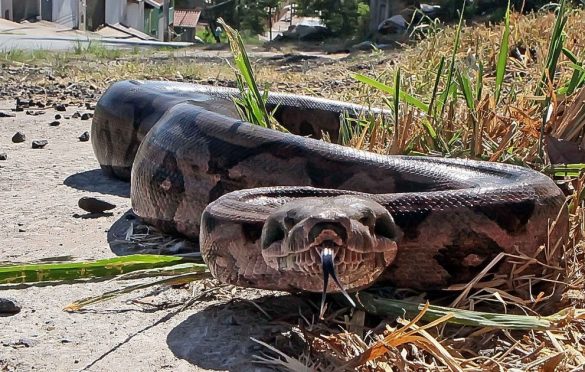  Cobra sucuri é encontrada nas proximidades de escola pública em Parauapebas