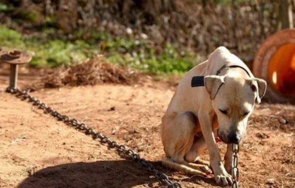  Vereador Braz propõe Projeto de Lei que crie penalidades a quem maltratar animais em Parauapebas