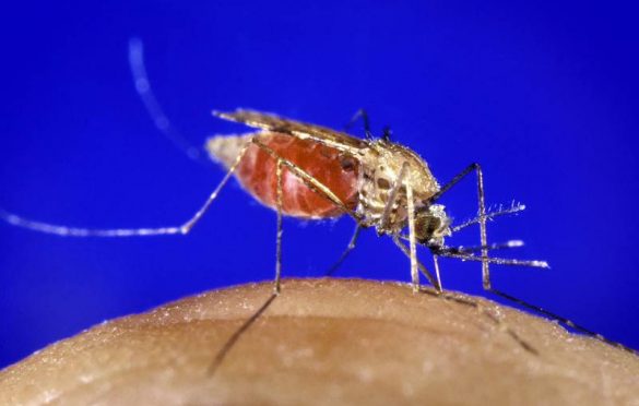  Pará registra queda de 45% nos casos de malária no primeiro semestre