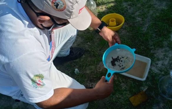  Pará avança rumo à erradicação da mosca-da-carambola