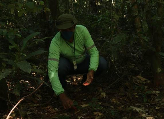  Amazônia: Recuperação de áreas mineradas em Carajás gera renda para cooperativa e retorno da biodiversidade